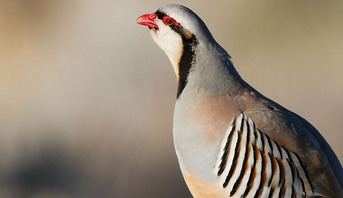 Gümüşhane'de keklik üretim istasyonu açılacak