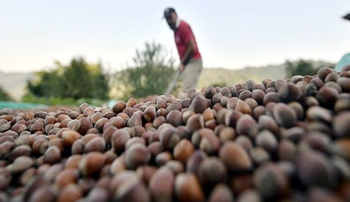 Fındık fiyatları düşüşe geçti! Fındık fiyatları ne kadar?