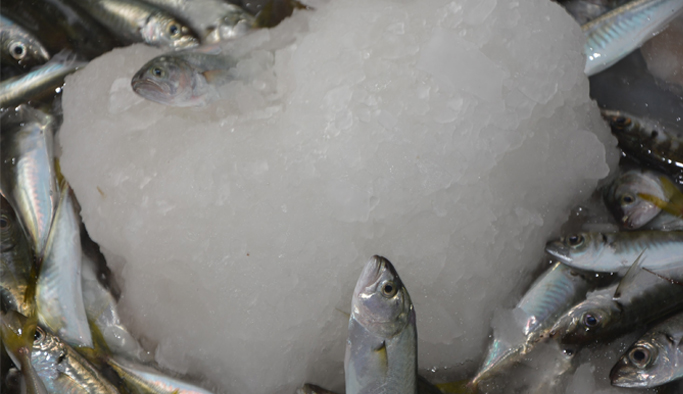 Balıkçıların yüzü gülüyor