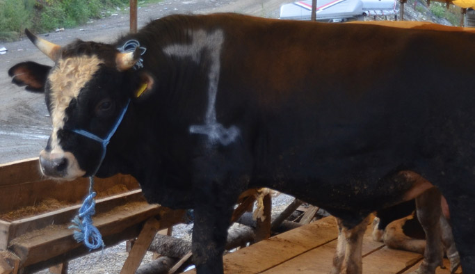 Altın hediyeli kurbanlık