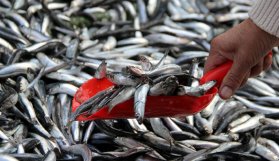 Karadenizli balıkçılar hayal kırıklığı yaşıyor