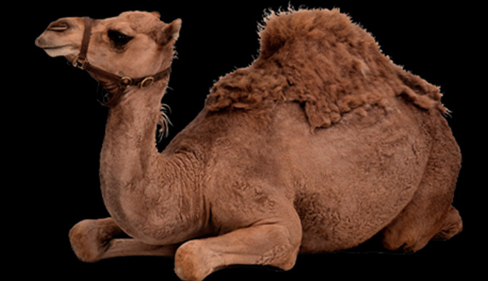 Trabzon'da kurbanlık pazarına deve geldi!