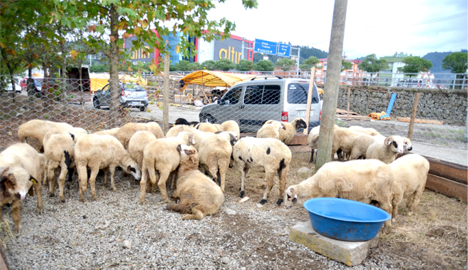 Karadeniz'de hayvan sayısı arttı