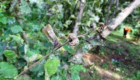 Küllenmeye hastalığına savaş açtılar