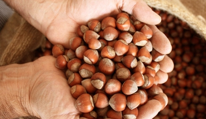 Fındık fiyatları ne kadar? Güncel fındık fiyatları