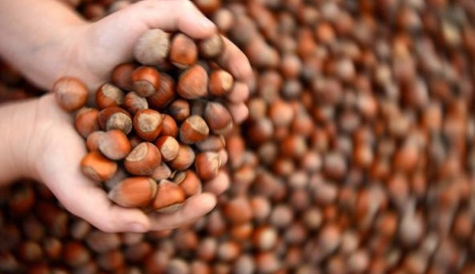 Fındık fiyatları bugün ne kadar? Güncel fındık fiyatlarında son durum