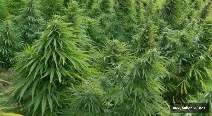 Tonya'da esrar operasyonu 