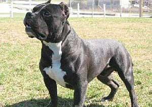 Pitbull Küçük Kızı Parçaladı