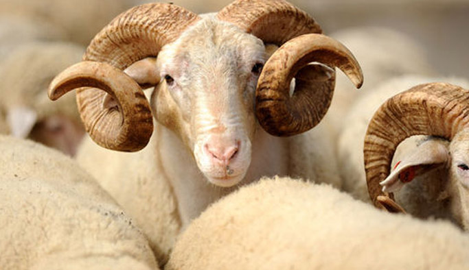 Taksitle kurban kesilir mi?