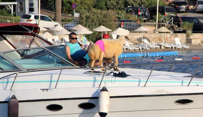 Kurbanlıkları yata bindirip denizde gezdirdi!