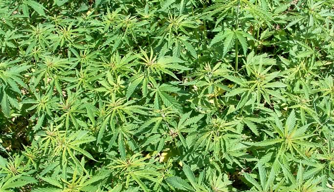 Trabzon'da kenevir operasyonu