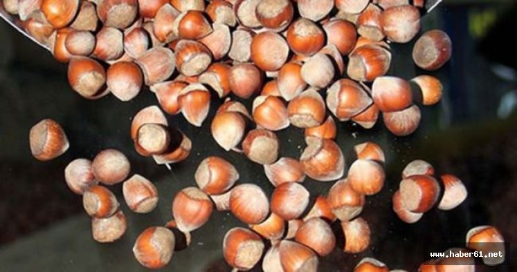 Fındık fiyatları kaç lira oldu? Fındık fiyatında güncel rakamlar