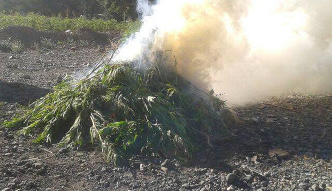 Yaylada hint keneviri elegeçirildi