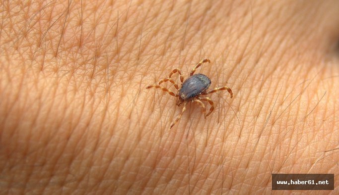 Bayramda keneye dikkat!