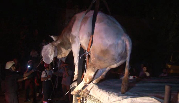 Havalandırma boşluğuna düşen boğa vinçle kurtarıldı