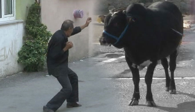 Kaçan danaya karate yaptı!