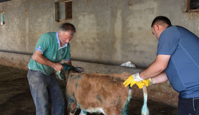 Aç kalan köpekler buzağılara saldırdı