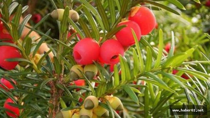 Porsuk ağacının meyvesi can aldı!