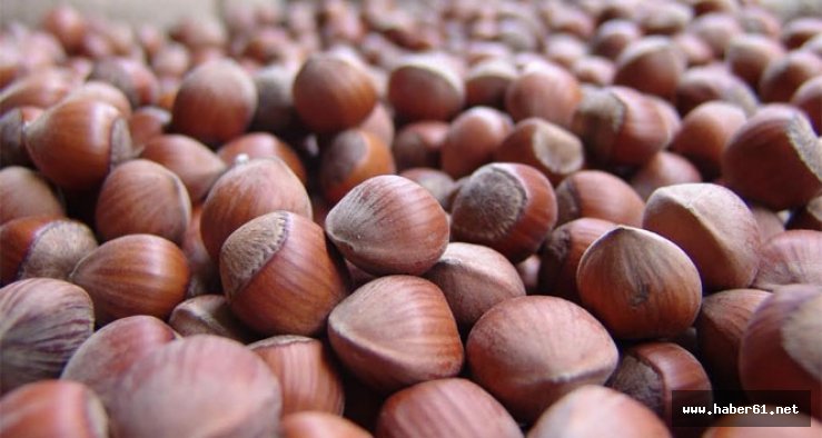 Fındık fiyatlarında son durum? Fındık fiyatı ne kadar oldu