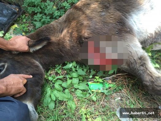 Eşeği baltayla yaraladılar