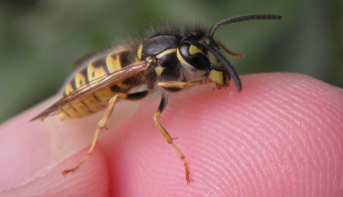Giresun'da arı sokan kadın hayatını kaybetti
