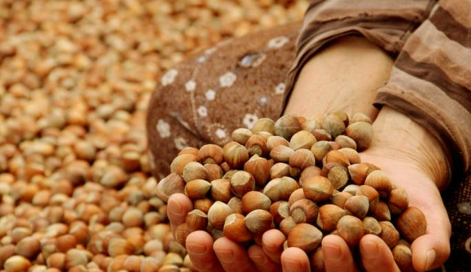 Fındık fiyatları haftaya nasıl başladı? Fındık fiyatı ne kadar?