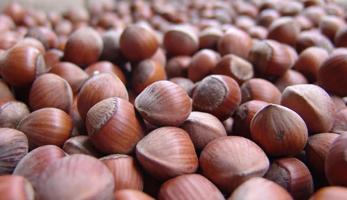 Fındık ile Sağlık Paneli yapılacak