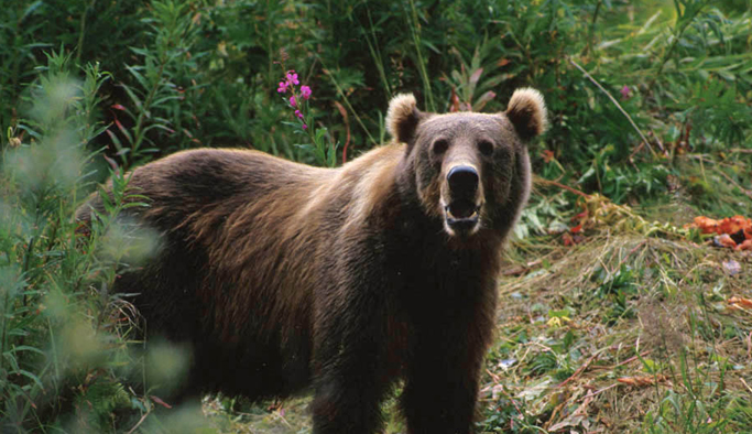 Ayı yaşlı adamı canından ediyordu