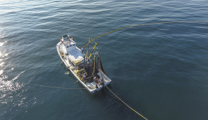 Karadeniz'de palamut bolluğu yaşanıyor