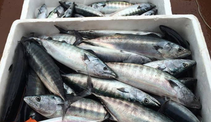 Trabzon'da balıkçılar palamut avından memnun