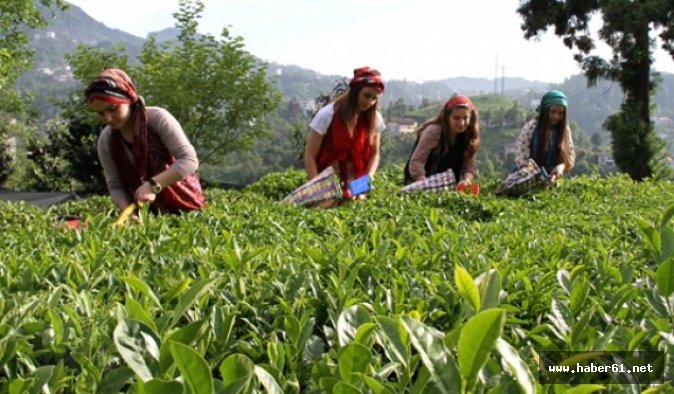 Çay üreticilerine müjdeli haber