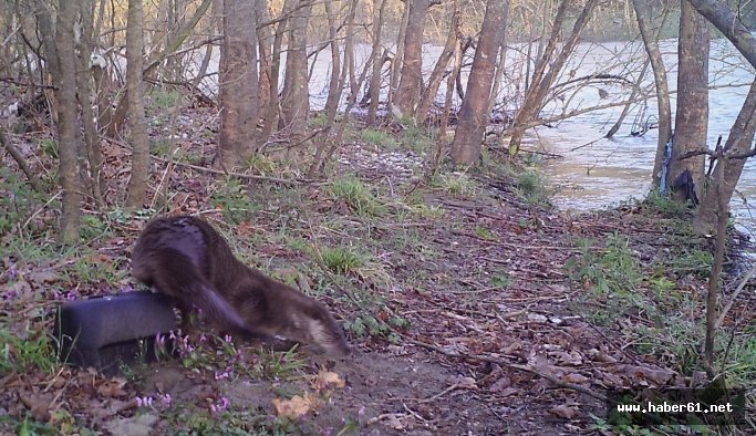 Zonguldak'ta su samuru görüntülendi