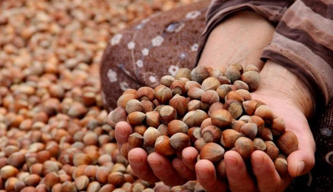 Fındık fiyatları kaç TL? İllere göre güncel fındık fiyatı