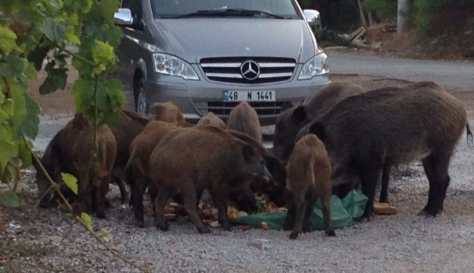 Domuzlar şehri bastı!