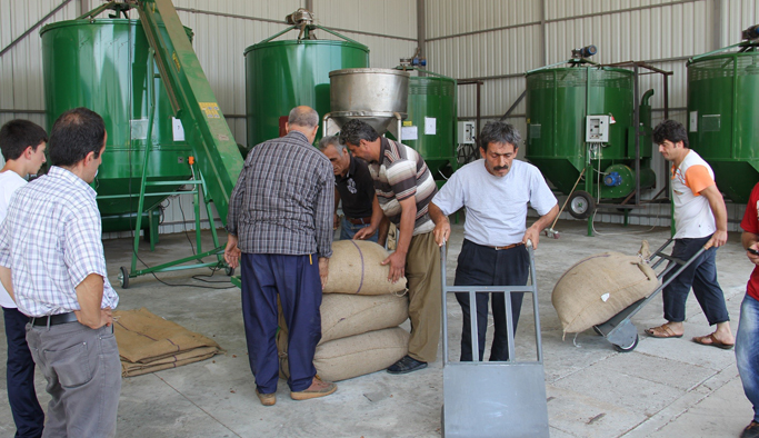 Beşikdüzü'nde zarar gören fındıklar için çalışma