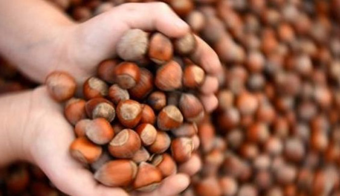 Fındık fiyatları ne durumda? Fındık fiyatının güncel rakamları