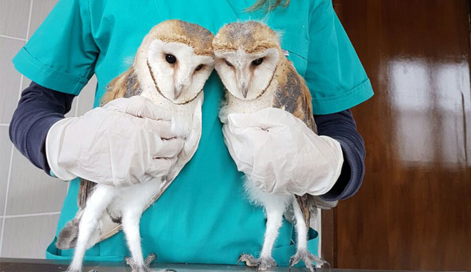 Yaralı baykuşlara şefkat eli