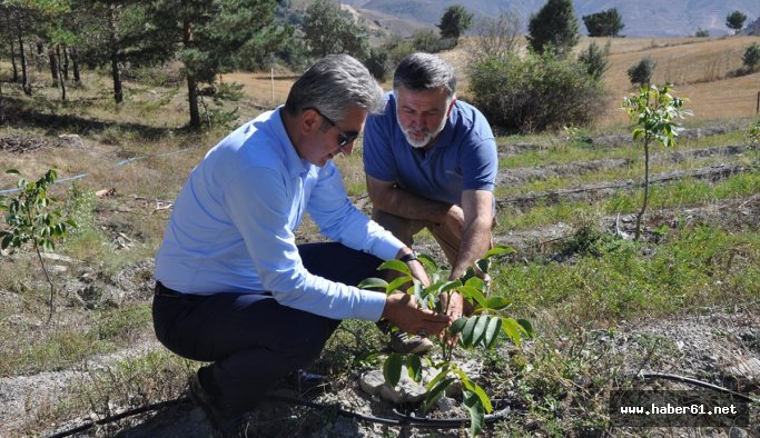 Gümüşhane ceviz kenti olmayı hedefliyor