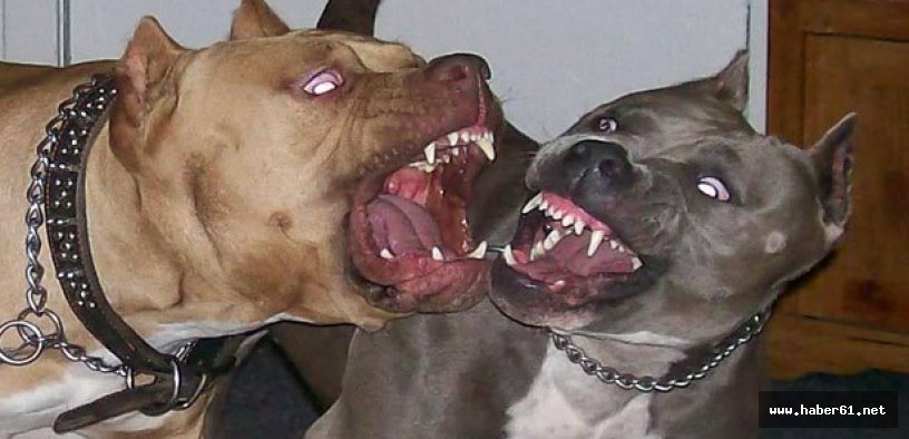 Tehlikeli köpek besleyene büyük ceza