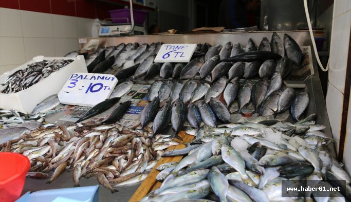 Karadenizli balıkçılar sezonun ilk ayından memnun
