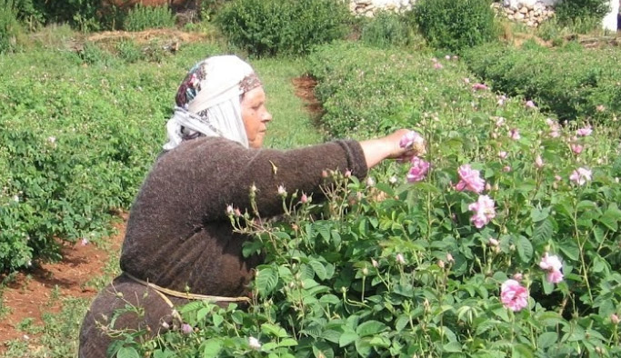Gül alım fiyatları ne kadar?
