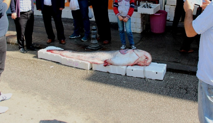 Bu balığı görenler şaştı kaldı