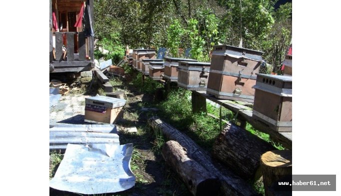 Artvin'de ayı saldırısı