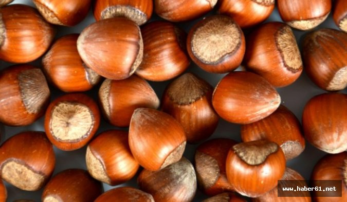 Fındıkta Büyük Tehlike: Üreticiye Zulüm, İhracat Son 25 Yılın Dibinde