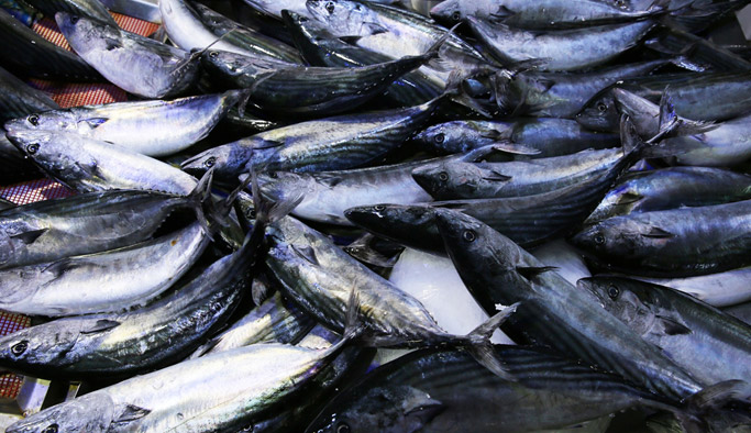 Palamut bolluğu ne kadar sürer?