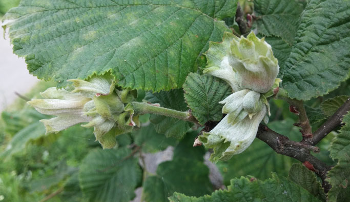 Fındık üreticisine küllenme eğitimi