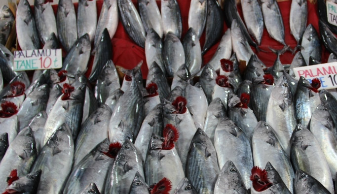 Palamutta tehlike var!