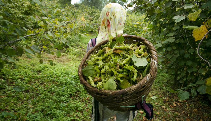 Fındık üreticisine önemli uyarı: Ekim ayında...