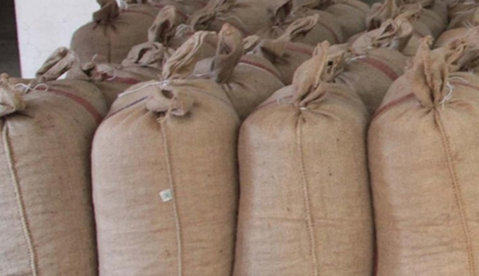 Ordu'da 700 kilo fındık çalındı