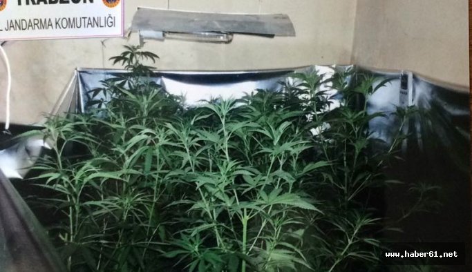 Trabzon'da özel düzenekli esrar yetiştirenler yakalandı